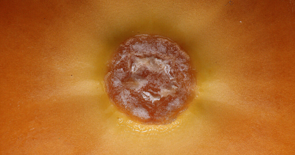 Food Test_1.72.1