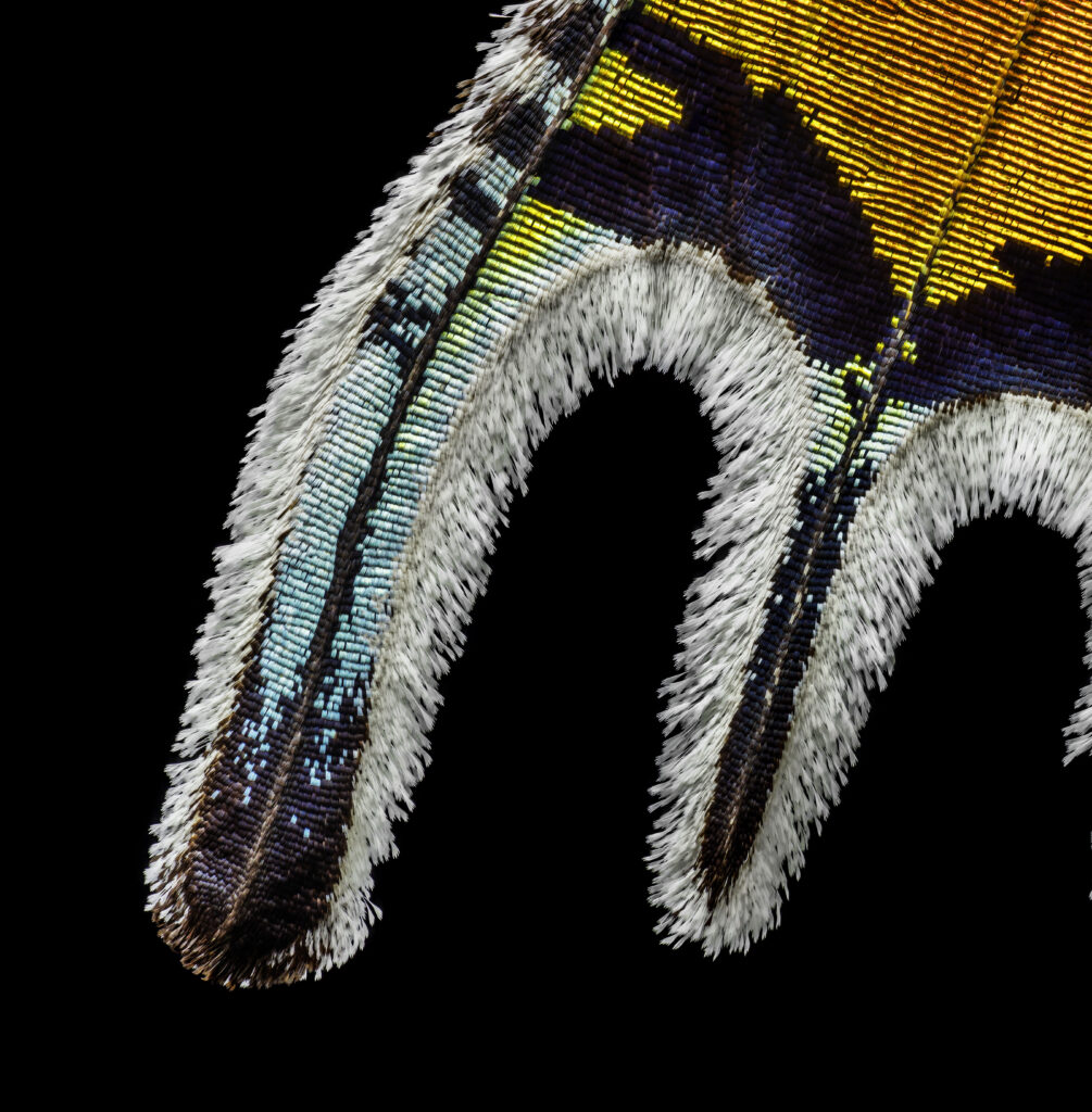 Sunset Moth Closeup 2
