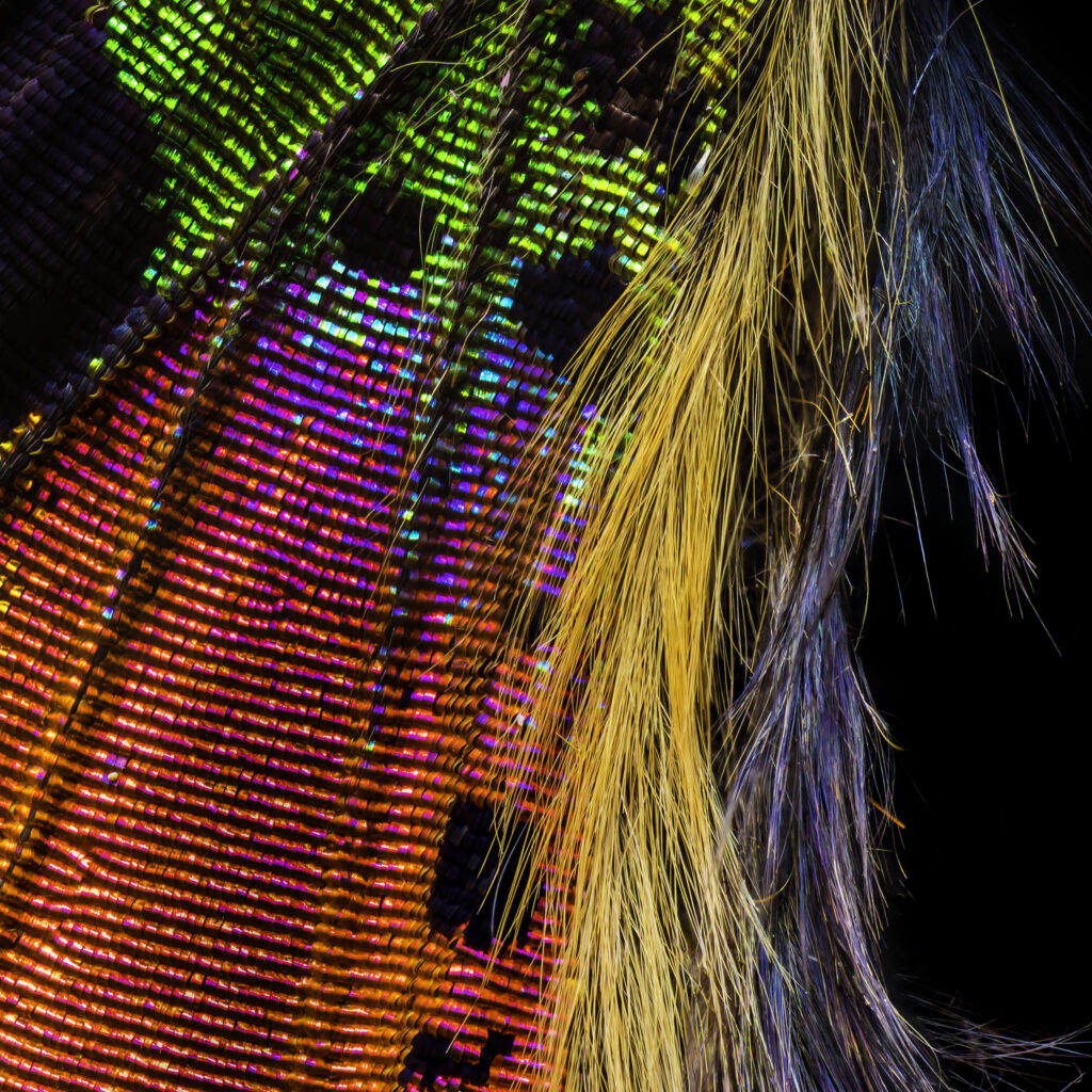 Sunset Moth Closeup 3