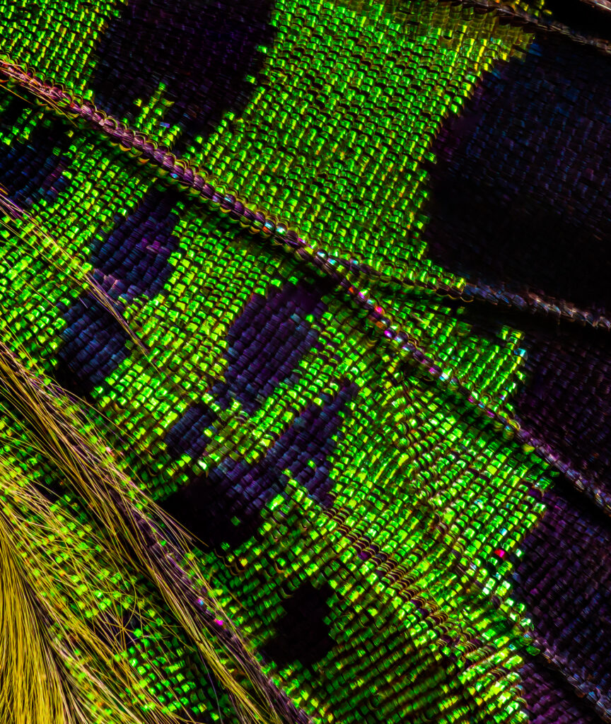 Sunset Moth Closeup 4