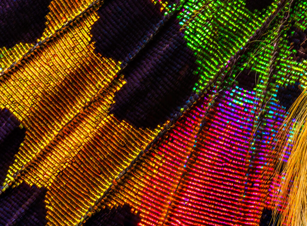 Sunset Moth Closeup 5