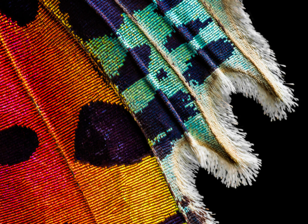 Sunset Moth Closeup 6
